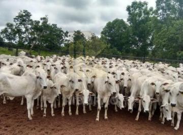 Imagem 1 · Fazenda