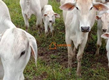 Imagem 1 · Fazenda