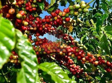 Detalhe de galhos carregados com café arábica em maturação, destacando o vigor genético da lavoura em Ibiá. · Fazenda Café 1.000ha em Ibiá MG: Geisha e Alta Produtividade