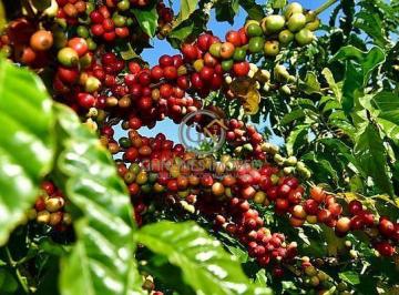 Detalhe de galhos carregados com café arábica em maturação, destacando o vigor genético da lavoura em Ibiá. · Fazenda Café 1.000ha em Ibiá MG: Geisha e Alta Produtividade
