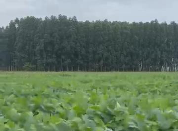Rural , Cristalina · FAZENDA EM CRISTALINA GOIÁS COM 1.360 HALQUERES JÁ PLANTADA - REPRESA 07 CASAS DE APOIO 98150-8787