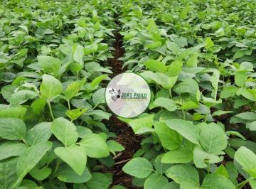 Rural Venda  · Fazenda a venda em Barro Alto Goiás - 1.577 Hectares - 1.084 Ha em lavoura
