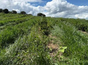 fd3b33958848c4db6a36f85a13d0aef3.jpg · Fazenda / Sítios / Chácaras à venda em Nepomuceno, no bairro Zona Rural