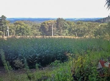 Rural , São José dos Pinhais · Chácara a Venda