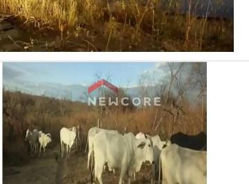 Terreno · 500m² · Lote em  Pilão Arcado - Mata da Aliança - Pilão Arcado/BA
