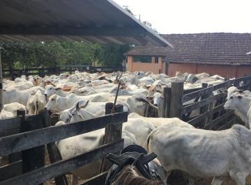 Imagem 1 · Fazenda