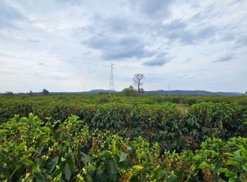 Rural de 3 quartos, Capelinha · Cafezal produzindo de porteira fechada no Alto Vale do Jequitinhonha
