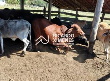 Foto 01 · Oportunidade única! Sitio à venda no Centro de Porangaba-SP, 2 quartos, 1 sal...