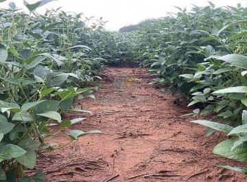 Rural · 44468600m² · Fazenda em Novo Acordo-TO: 4.446 ha com 1.843 ha de Soja