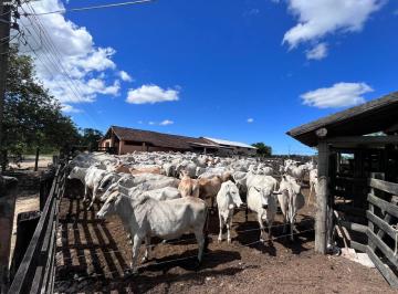 Imagem 1 · Fazenda para venda em Centro (São Vicente), Araruama