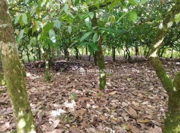 a3a5ce3719bfefa61103e566691983673444476e · Fazenda Produtiva em Camamu – 88 Hectares com Cacau, Pasto e Mata Nativa