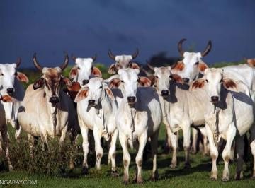 68977edbd9a97c7e37d0c5e4afd1bfda02c5aaa5 · Fazenda Rural à venda, Centro, Porto Seguro - FA0054.