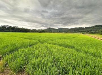 Foto 01 · Sítio Produtivo com 14,8 Hectares no Vila Nova – Área Plana e Irrigada em Joinville
