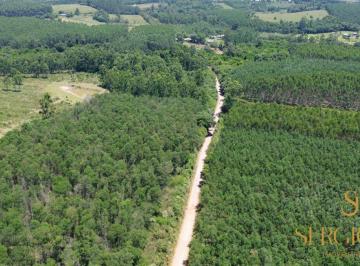 Rural , Triunfo · 5,4 HECTARES COM ACACIA PLANTADA( não fica na negociação)