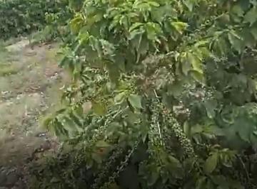 121cf7540fbd26226d7908342c99b249.jpg · Fazenda / Sítios / Chácaras à venda em Carmo Do Rio Claro, no bairro Zona Rural