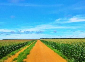 Rural de 7 quartos, Sinop · Fazenda em Sinop MT