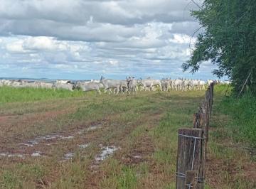 202603091531486422.jpeg · Venda - Fazenda 1.092 Hectares  com 630 hectares de plantio📍 Campo Verde-MT
