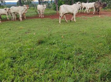Imagem 1 · Fazenda
