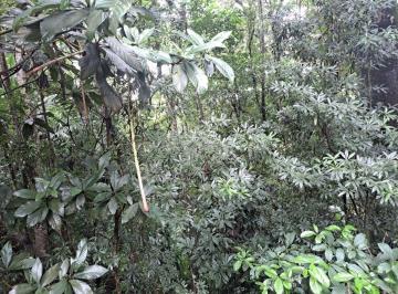 Terreno , Embu das Artes · Terreno bem localizado e local arborizado e tranquilo!!