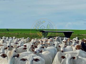 Imagem 1 · Fazenda