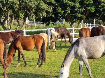 Rural · 650m² · 4 Quartos · 20 Vagas · Lindo Haras a venda Pinhalzinho oportunidade!!!