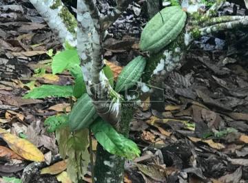 Fazenda Região de Santos Estevão Jaguaquara · Fazenda Região de Santos Estevão Jaguaquara