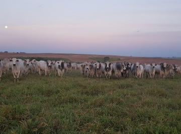 ce659370da14325e866e57b6f7402fd231794002 · Fazenda à venda, 49464800 m² por R$ 512.999.999,99 - Centro - Pompéia/SP