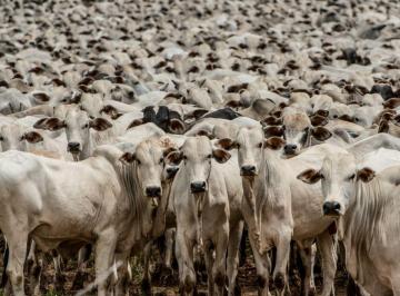 Rural de 5 quartos, Guapimirim · Fazenda no Estado do Rio de Janeiro ( A melhor )