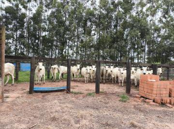 Rural de 3 quartos, São Sebastião do Paraíso · Fazenda ,para gado ,grãos