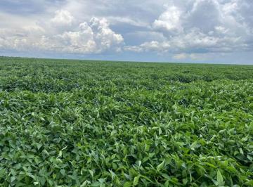 Rural de 3 quartos, São José do Rio Claro · Fazenda 1000 Hectares em São José do Rio Claro MT