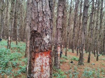 0 · Fazende de Pinus resinando em São Miguel Arcanjo / Itapetininga - SP