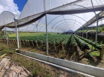 Casa de 4 quartos, Itapeva · ALTA RENTABILIDADE: 9 Alqueires com 3 Casas, 9 Estufas e 25 Mil Pés de Morango!