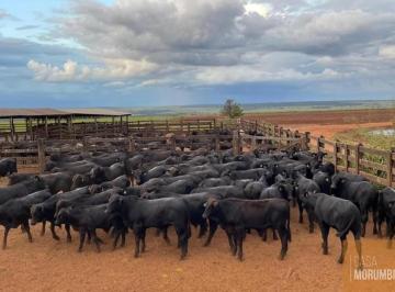 Foto 01 · Fazenda de 5.068 hectares à venda em Nova Alvorada do Sul-MS: oportunidade única para investidores!