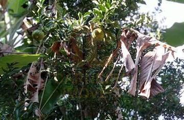 Imagem 1 · Chácara para venda em Centro, Antônio Dias
