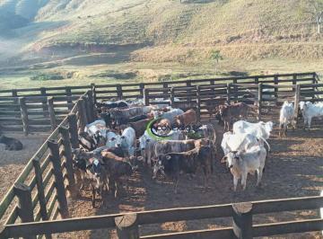 Imagem 1 · Fazenda