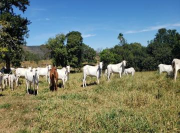 Fazenda a venda Caiapônia GOIÁS · Fazenda -venda - Goiás, Caiapônia. 183 alqueires grandes - Super Fazenda - R$ 25.000.000,00