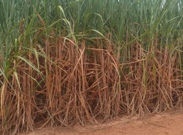 Imagem 1 · Fazenda
