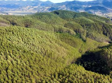 Foto 01 · Fazenda de Eucalipto a venda em Imaru Reflorestamento a venda próximo ao Porto de Imbituba