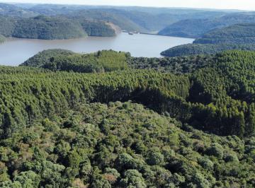 Foto 15 · FAZENDA DE EUCALIPTO A VENDA EM ANITA GARIBALDI