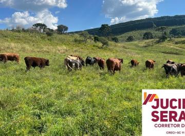 Foto 01 · FAZENDA A VENDA EM SÃO JOAQUIM, PRÓXIMO A VINÍCOLA PERICÓ