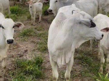 Rural · 290m² · Vendo Fazenda em Barra do Corda / MA