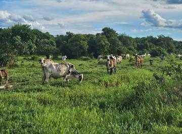 Rural de 4 quartos, Registro · FAZENDA DE MAIS DE 90 ALQUEIRES A VENDA JUQUIÁ -SP - VALE DO RIBEIRA - CENDO 70 ALQUEIRES DE PASTOS.