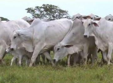 Imagem 1 · Fazenda