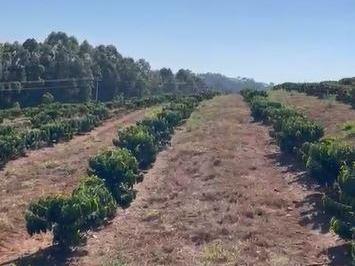 Imagem 1 · Fazenda para venda em Centro, São João da Mata