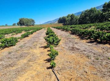 Imagem 1 · Fazenda para venda em Centro, São João da Mata