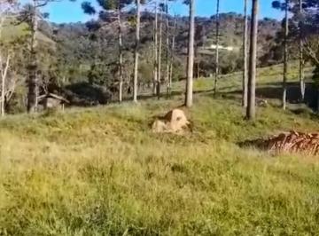 Rural · 16ha · Sítio à venda com 16 hectares – Região do Rio Manos | Cunha – SP
