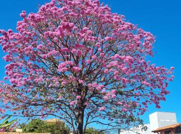 Casa de 2 quartos, Brasília · Vendo Lote com casinha de fundo