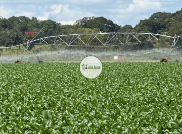 Rural , Paracatu · Fazenda a venda em Paracatu-MG - 769 Hectares - Pecuária & Lavoura - Estrutura Completa