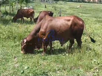 Imagem 1 · Fazenda