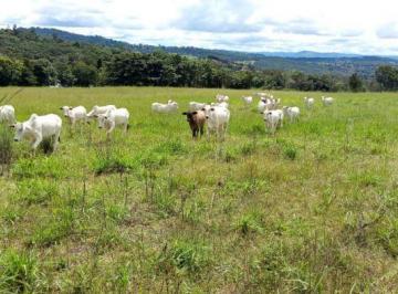 Imagem 1 · Fazenda